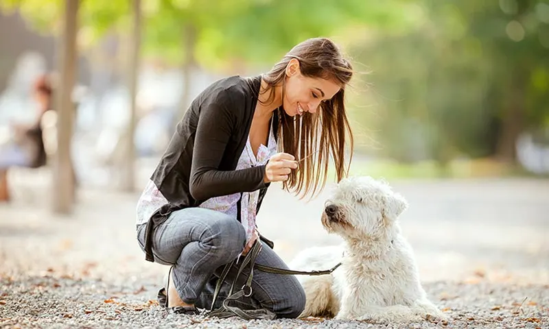 Wireless Electric Dog Fence